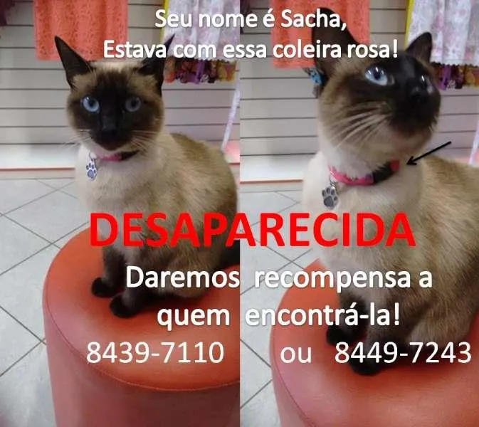 Gato ra a Siamês idade 1 ano nome SACHA GRATIFICA