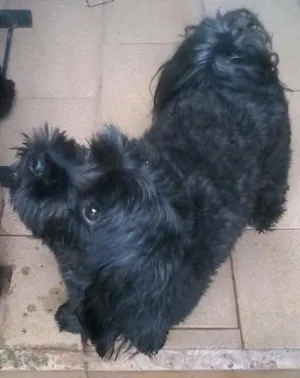 Cachorro raça Poodle idade 5 anos nome zulú GRATIFICA