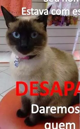 Gato ra a Siamês idade 1 ano nome SACHA GRATIFICA