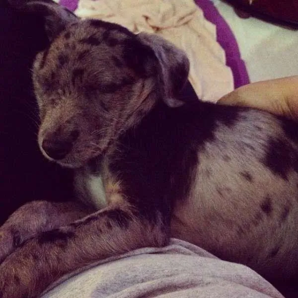 Cachorro ra a SRD idade 2 a 6 meses nome Lara