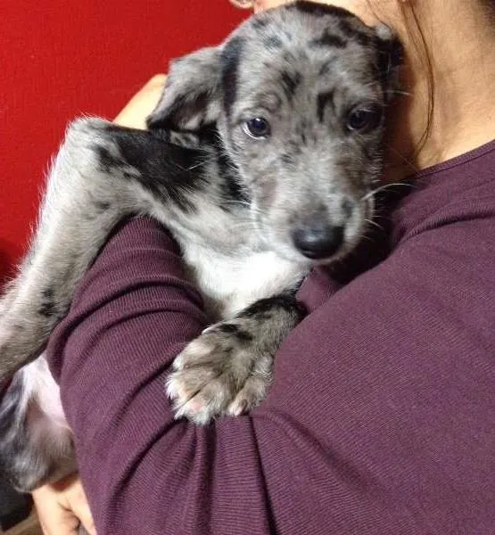 Cachorro ra a SRD idade 2 a 6 meses nome Lara
