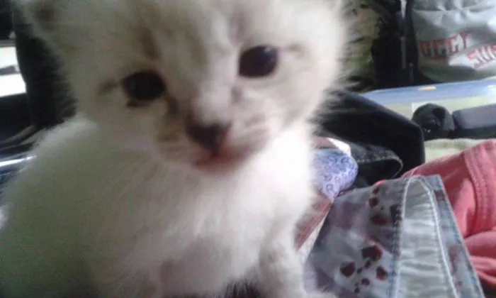 Gato raça Mestiço idade 2 a 6 meses nome Não Possui