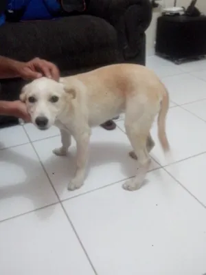 Cachorro raça Labrador idade 2 a 6 meses nome Nicole