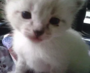 Gato raça Mestiço idade 2 a 6 meses nome Não Possui