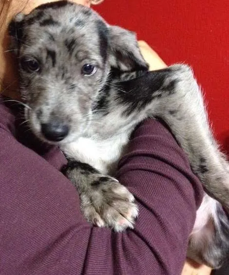 Cachorro ra a SRD idade 2 a 6 meses nome Lara