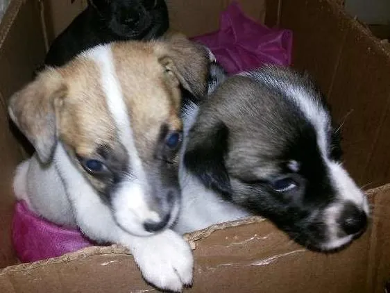 Cachorro ra a vira lata idade Abaixo de 2 meses nome as três maria