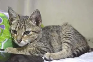 Gato raça srd idade 2 a 6 meses nome Canela