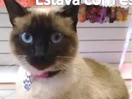 Gato ra a Siamês idade 1 ano nome SACHA GRATIFICA