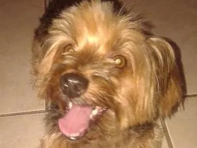 Cachorro raça Yorkshire idade 2 anos nome ....