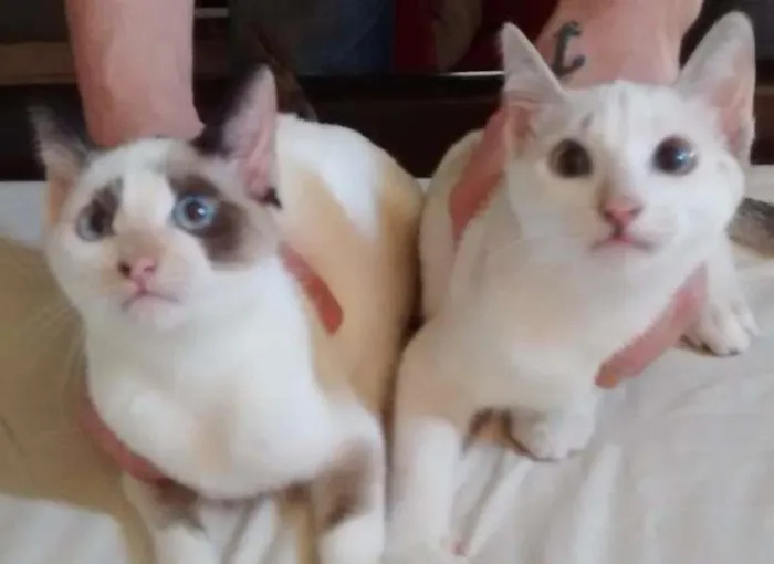 Gato ra a SRD idade 2 a 6 meses nome Gina e Tina