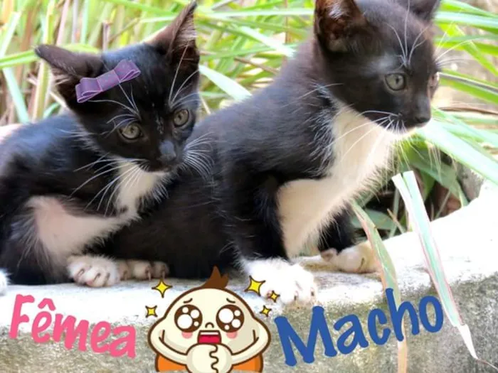 Gato raça SRD idade Abaixo de 2 meses nome Sem nomes