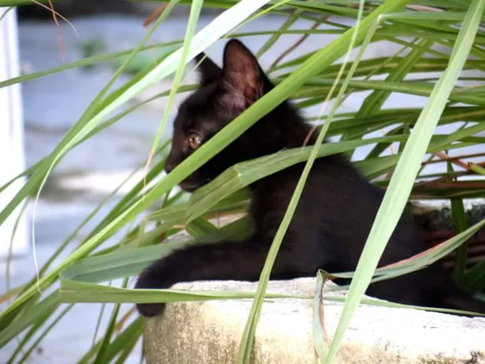 Gato raça SRD idade Abaixo de 2 meses nome Sem nomes
