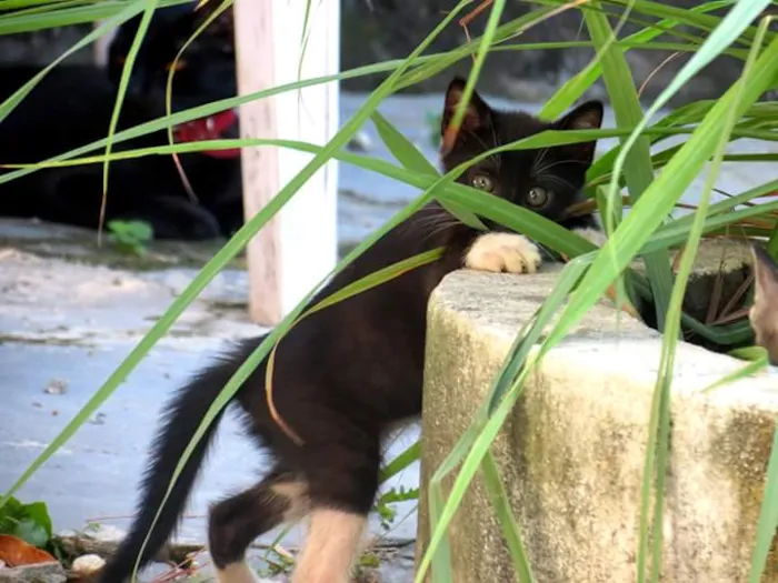 Gato raça SRD idade Abaixo de 2 meses nome Sem nomes