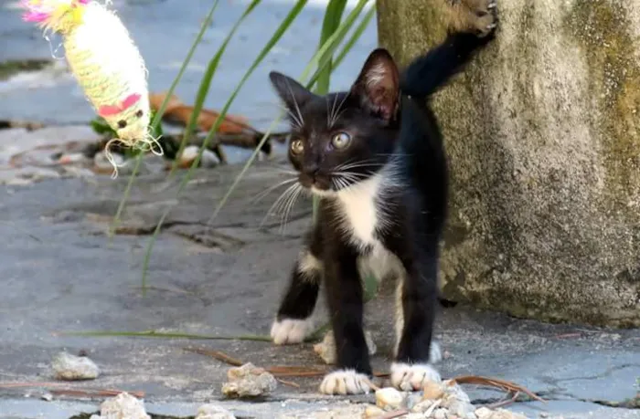 Gato raça SRD idade Abaixo de 2 meses nome Sem nomes