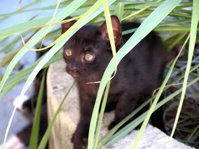 Gato raça SRD idade Abaixo de 2 meses nome Sem nomes