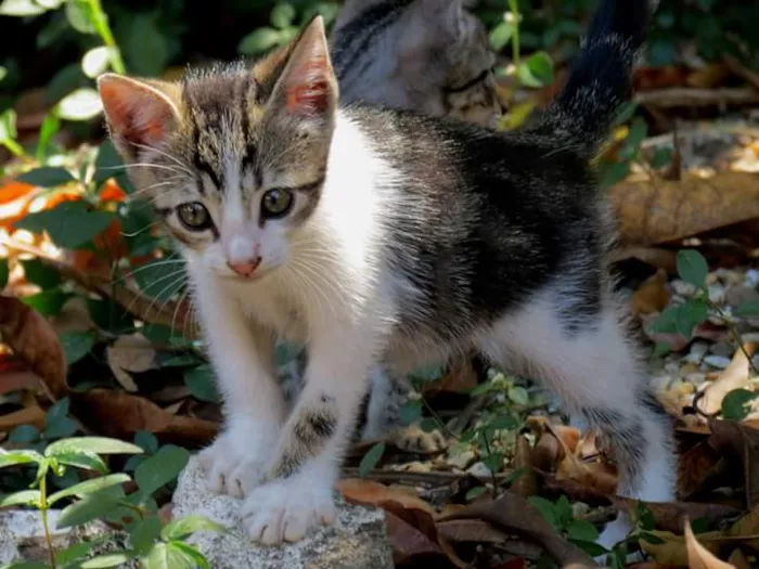 Gato raça SRD idade Abaixo de 2 meses nome Sem nomes