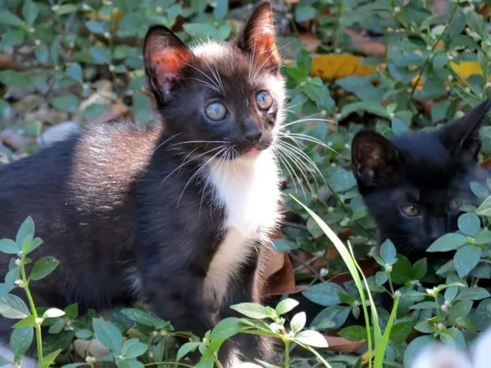 Gato raça SRD idade Abaixo de 2 meses nome Sem nomes