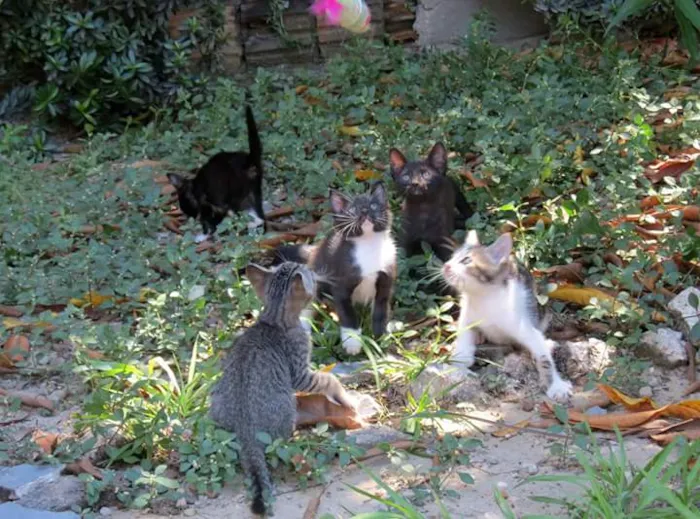 Gato raça SRD idade Abaixo de 2 meses nome Sem nomes