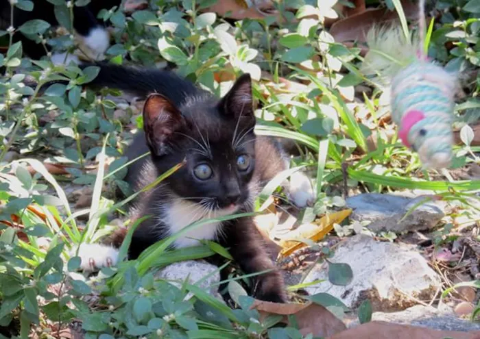 Gato raça SRD idade Abaixo de 2 meses nome Sem nomes