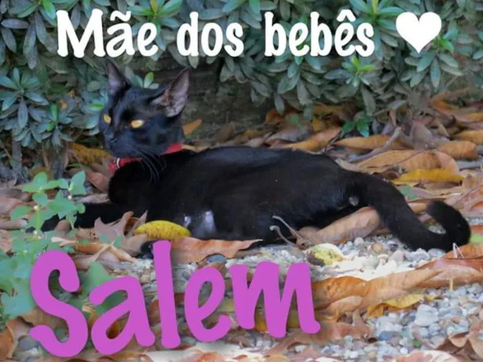 Gato raça SRD idade Abaixo de 2 meses nome Sem nomes