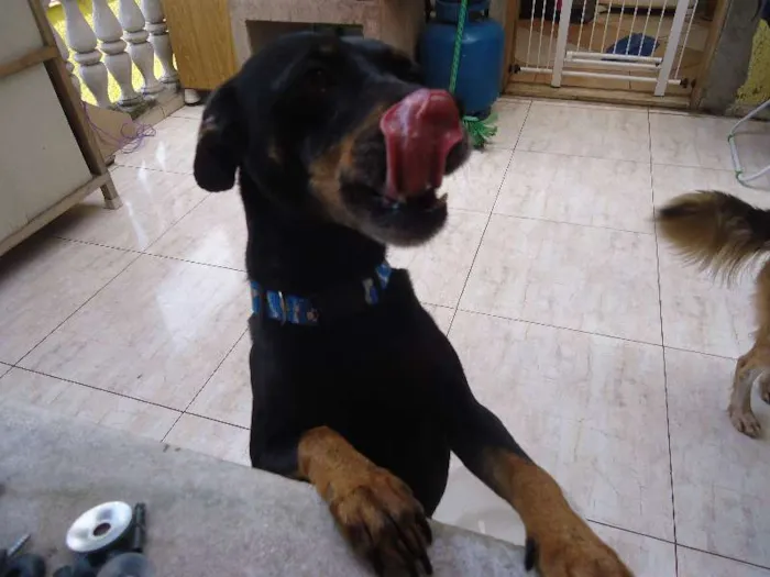 Cachorro ra a desconhecida idade 4 anos nome lilica