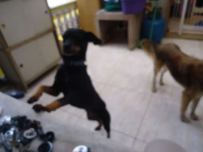 Cachorro ra a desconhecida idade 4 anos nome lilica