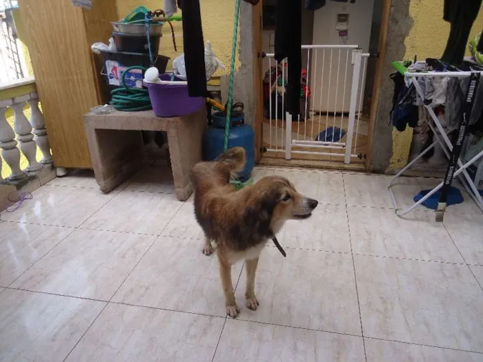 Cachorro ra a desconhecida idade 5 anos nome Atila