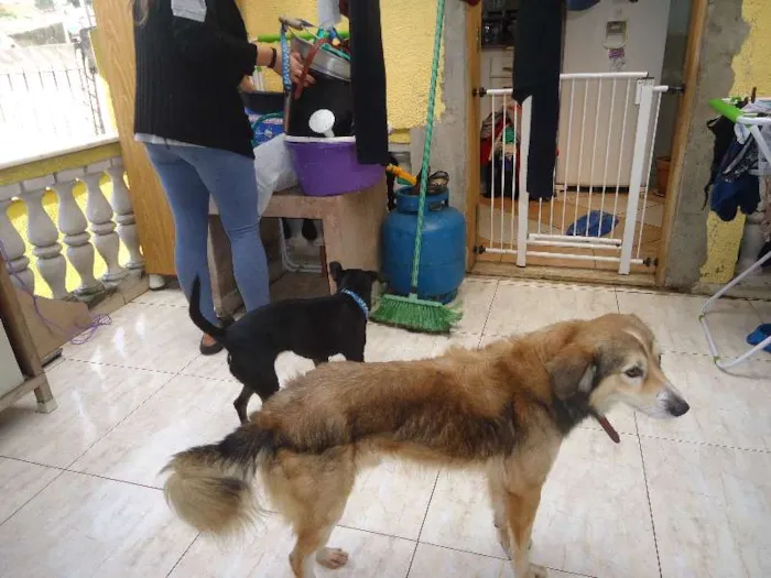 Cachorro ra a desconhecida idade 5 anos nome Atila