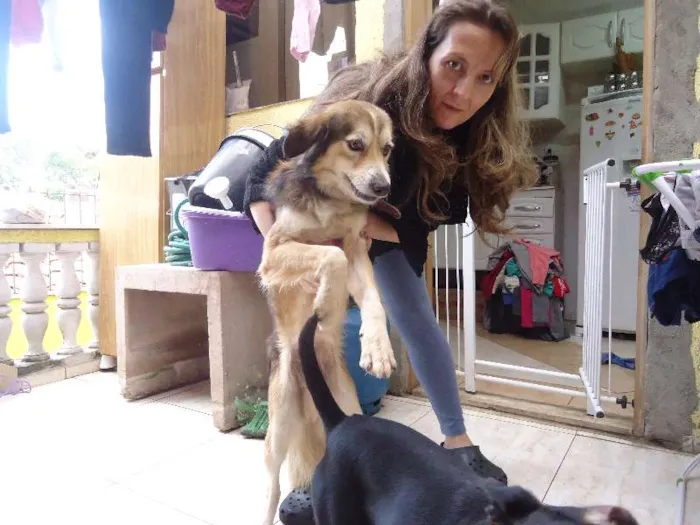 Cachorro ra a desconhecida idade 5 anos nome Atila