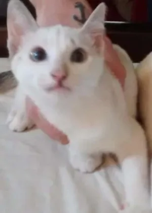Gato raça SRD idade 2 a 6 meses nome Gina e Tina