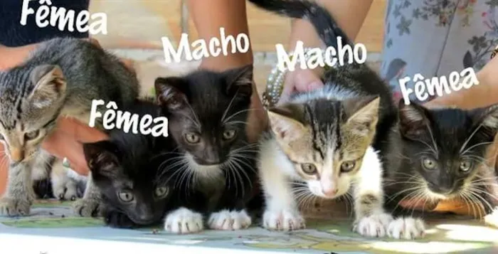 Gato raça SRD idade Abaixo de 2 meses nome Sem nomes