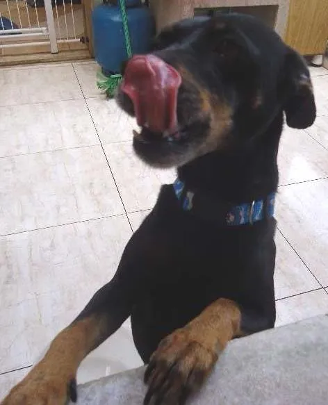 Cachorro ra a desconhecida idade 4 anos nome lilica