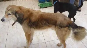 Cachorro raça desconhecida idade 5 anos nome Atila