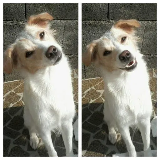Cachorro ra a Mestiça/Fox paulistinha idade 1 ano nome Milly