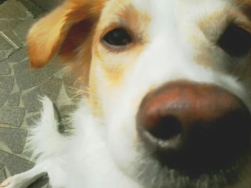 Cachorro ra a Mestiça/Fox paulistinha idade 1 ano nome Milly