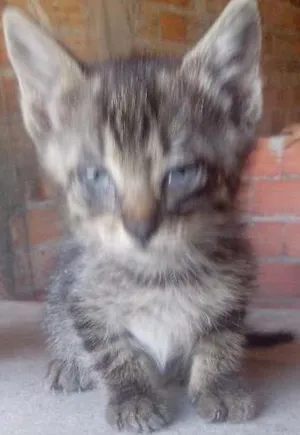 Gato raça  idade Abaixo de 2 meses nome Sem Nome
