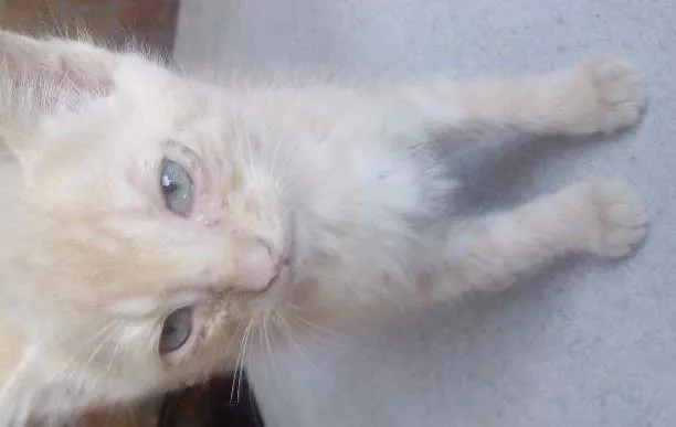 Gato ra a  idade Abaixo de 2 meses nome Sem Nome