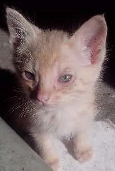 Gato ra a  idade Abaixo de 2 meses nome Sem Nome