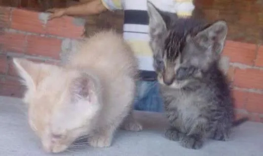 Gato ra a  idade Abaixo de 2 meses nome Sem Nome