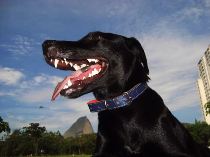 Cachorro ra a SRD idade 7 a 11 meses nome Bio