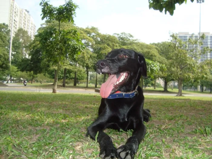 Cachorro ra a SRD idade 7 a 11 meses nome Bio