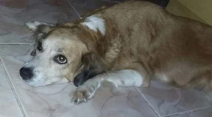 Cachorro ra a Vira lata idade 6 ou mais anos nome Sofia