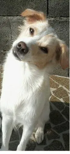 Cachorro ra a Mestiça/Fox paulistinha idade 1 ano nome Milly