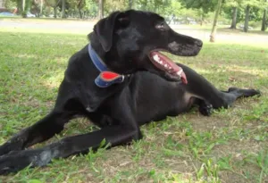 Cachorro raça SRD idade 7 a 11 meses nome Bio