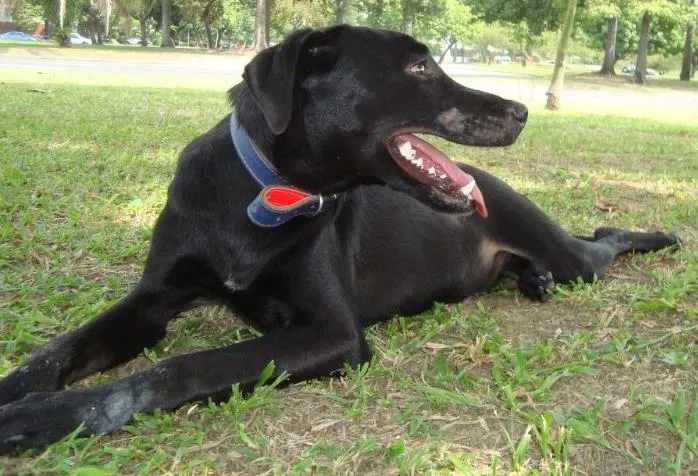 Cachorro ra a SRD idade 7 a 11 meses nome Bio
