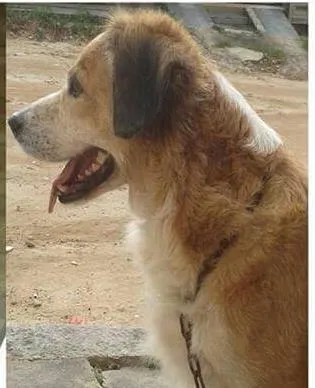 Cachorro ra a Vira lata idade 6 ou mais anos nome Sofia