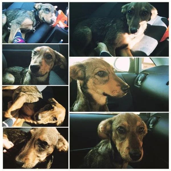 Cachorro ra a Srd idade 2 a 6 meses nome Dodô