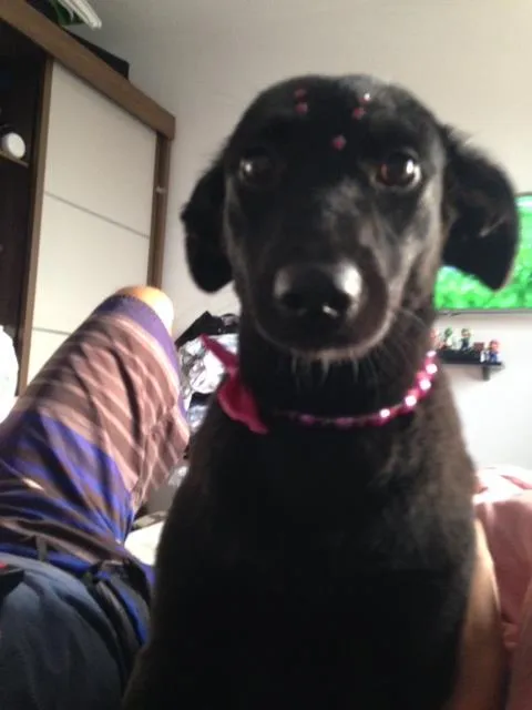 Cachorro raça Vira lata idade 1 ano nome Lolah