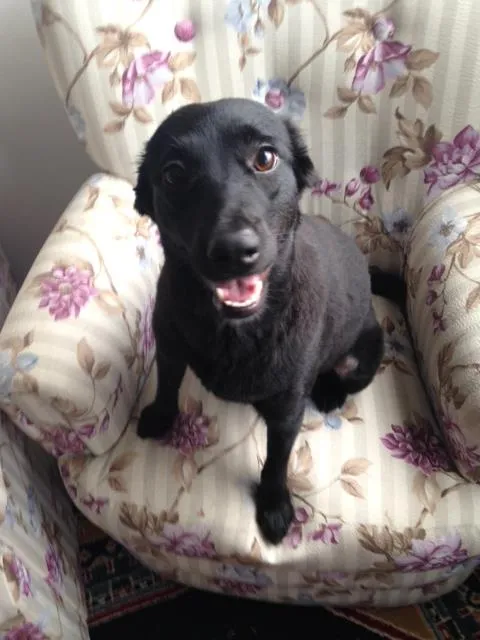 Cachorro raça Vira lata idade 1 ano nome Lolah