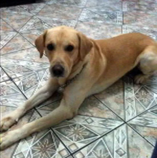 Cachorro raça Labrador idade 5 anos nome Dollar